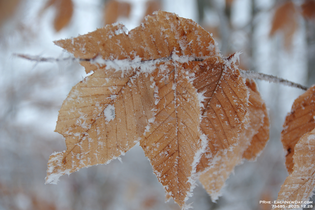 73685LeUsm - Enjoying the hoar frost and freezing rain